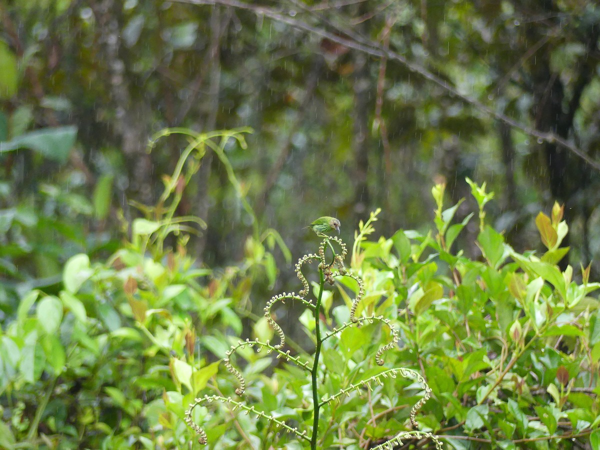 Purple Honeycreeper - ML648725341