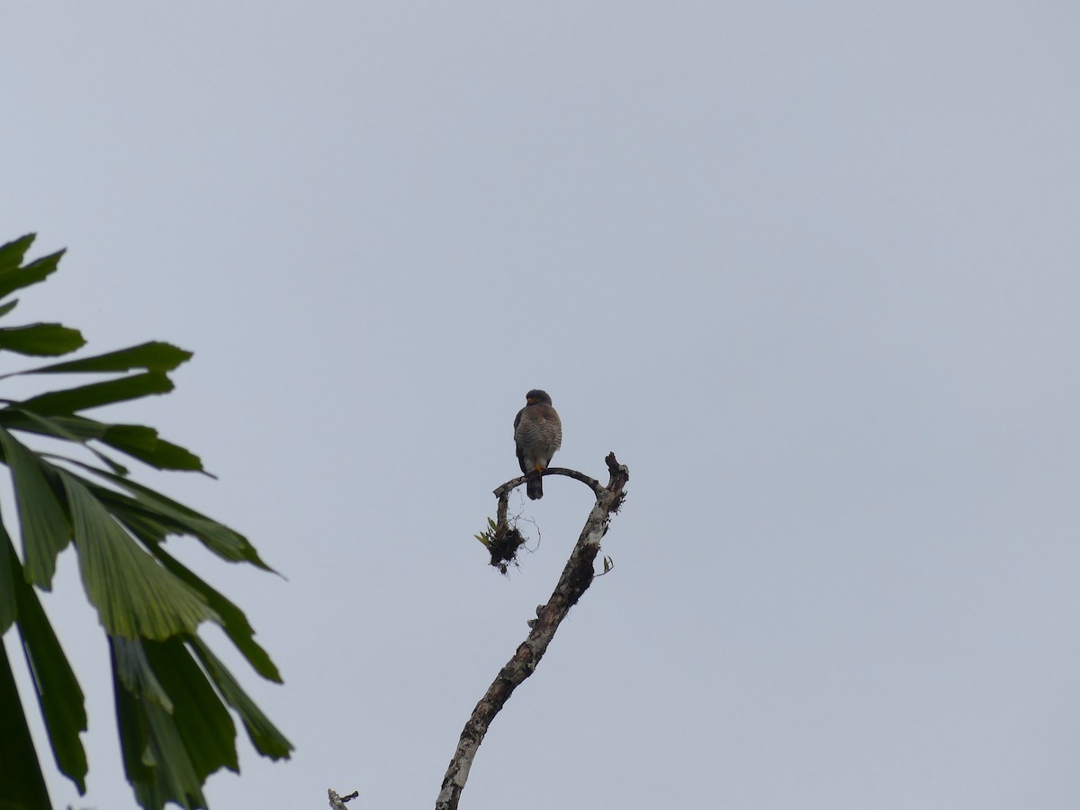 Roadside Hawk - ML648725419