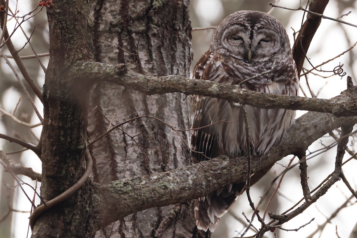 Barred Owl - ML648725429