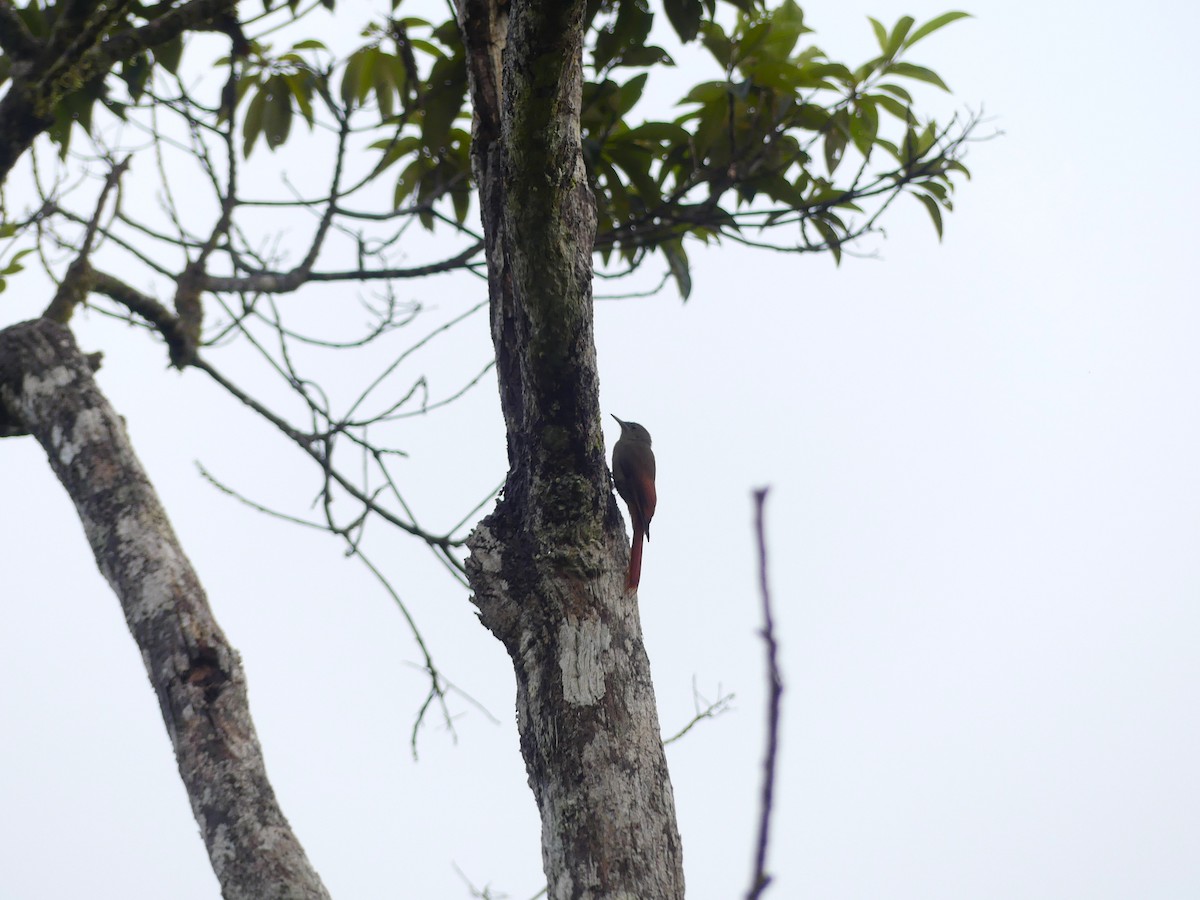 Olivaceous Woodcreeper - ML648725436