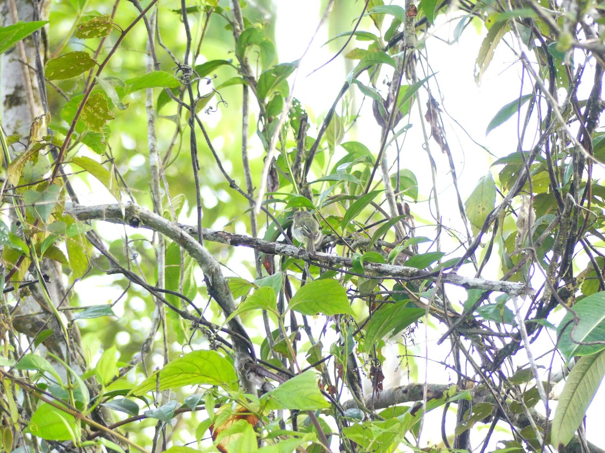 Double-banded Pygmy-Tyrant - ML648725458