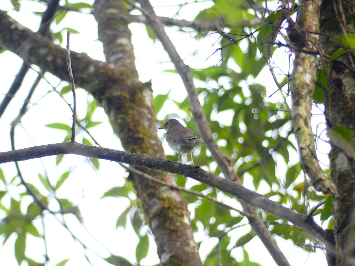 Swainson's Thrush - ML648725486