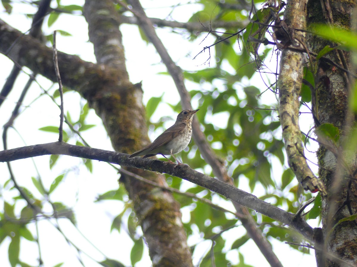 Swainson's Thrush - ML648725487