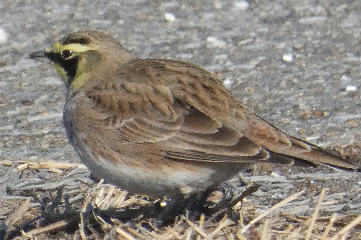 Horned Lark - ML648725491