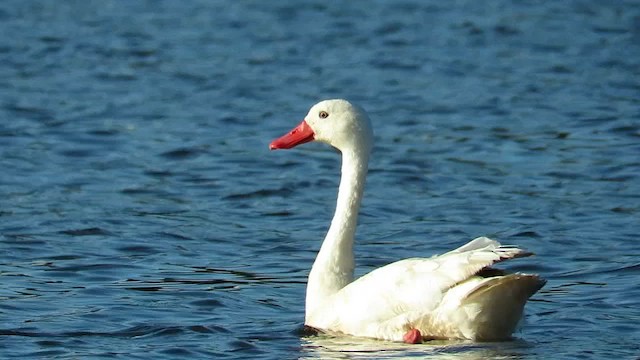 coscorobasvane - ML648725832