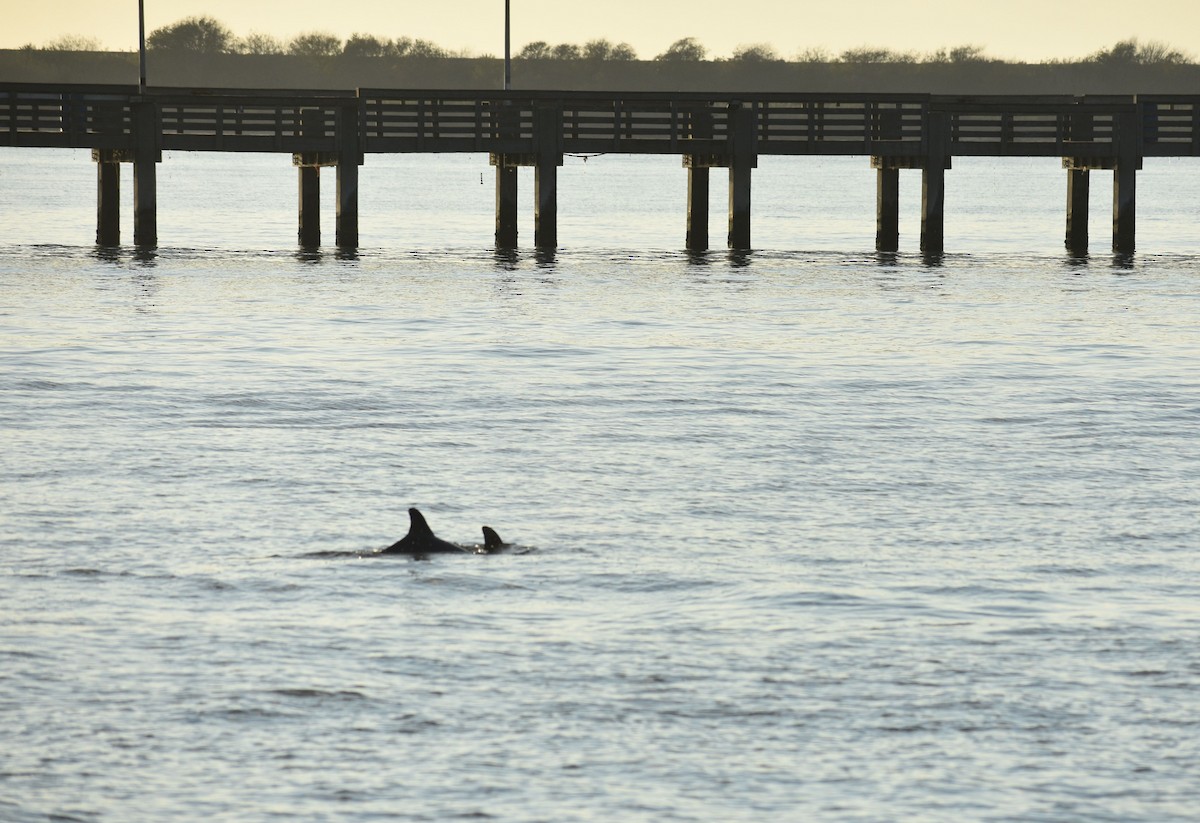 Animals - ML648725888