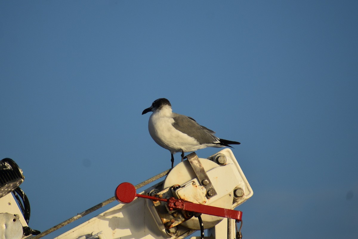 racek karibský - ML648725898