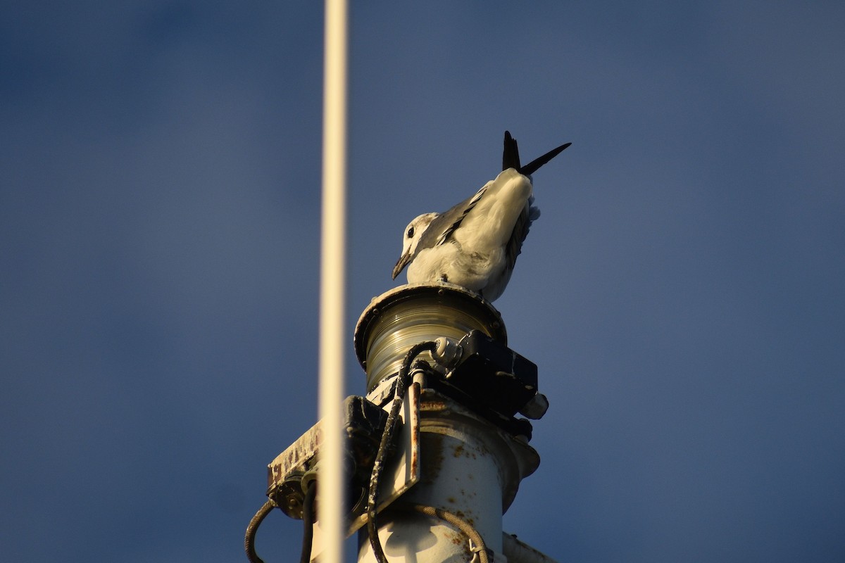 racek karibský - ML648725902