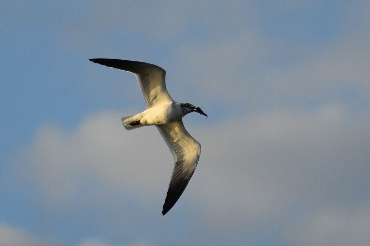 racek karibský - ML648725907