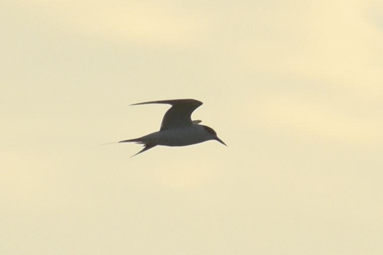 rybák severoamerický - ML648725913