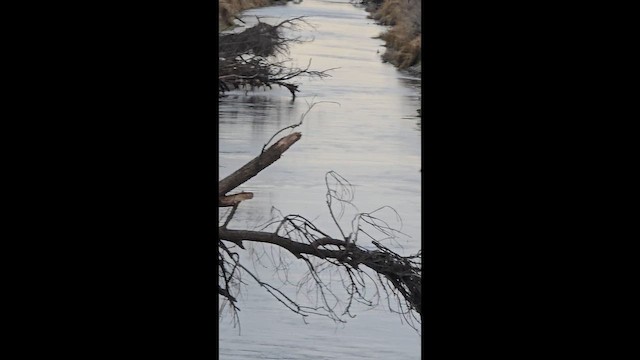 Cormoran à aigrettes - ML648726336