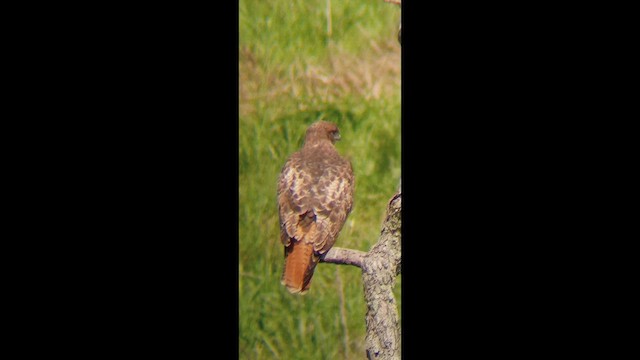 káně rudochvostá - ML648726530