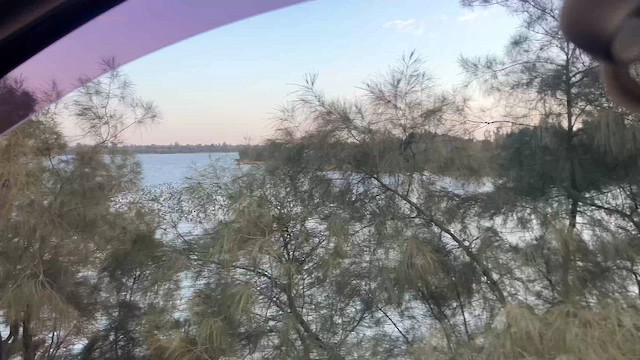 Great Cormorant (Eurasian) - ML648726889