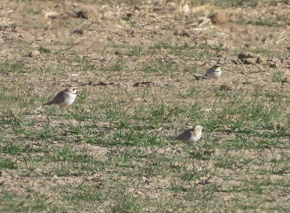 Horned Lark - ML648726896