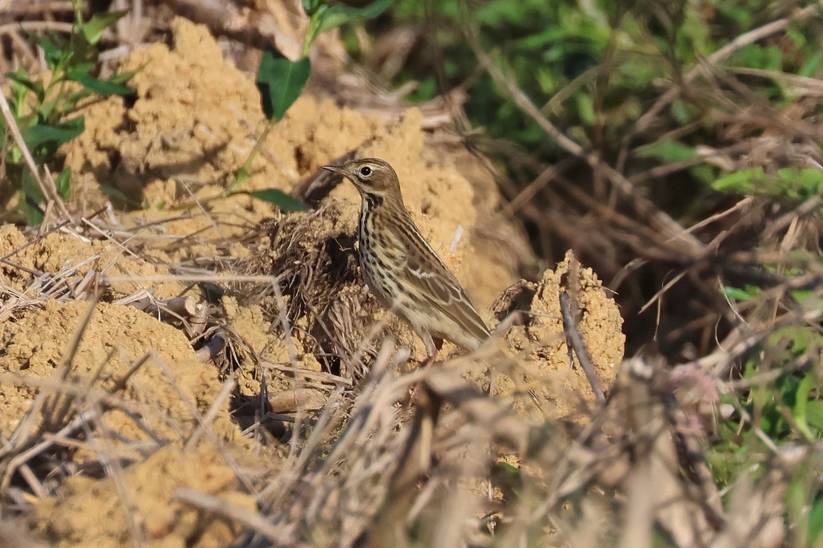 פפיון אדום-גרון - ML648727018