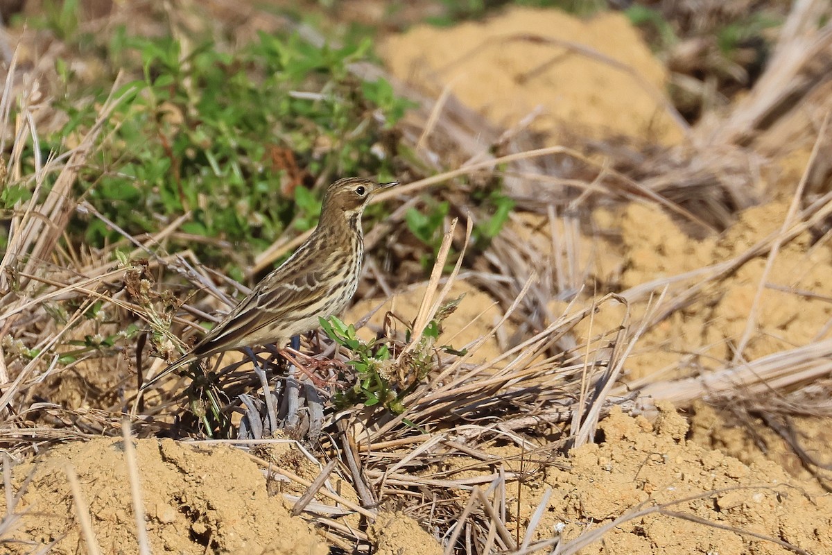 פפיון אדום-גרון - ML648727019