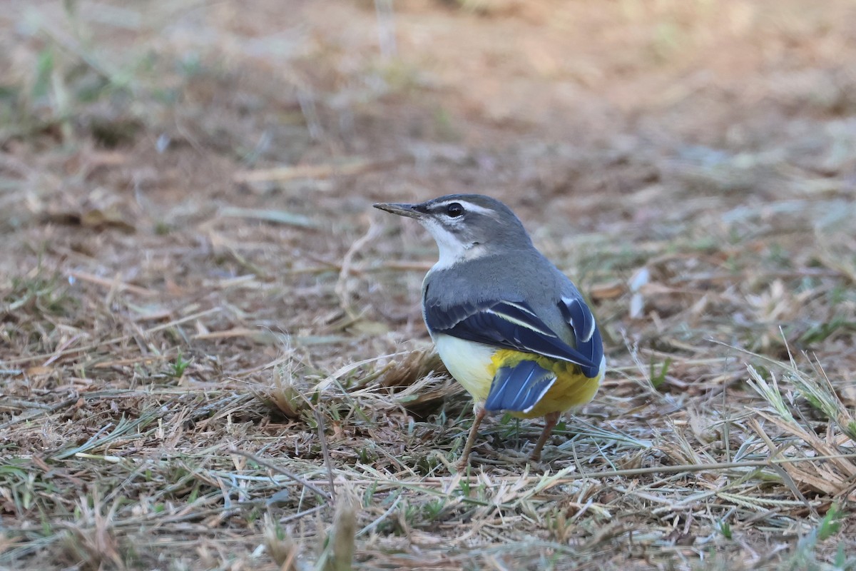 נחליאלי זנבתן - ML648727030