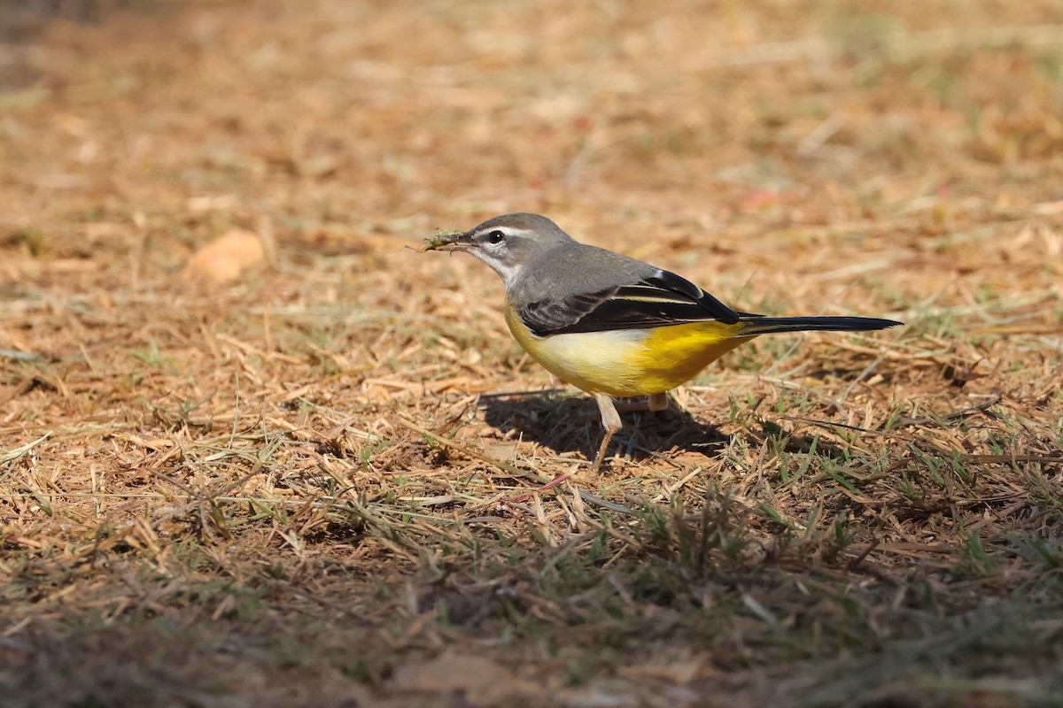 נחליאלי זנבתן - ML648727031