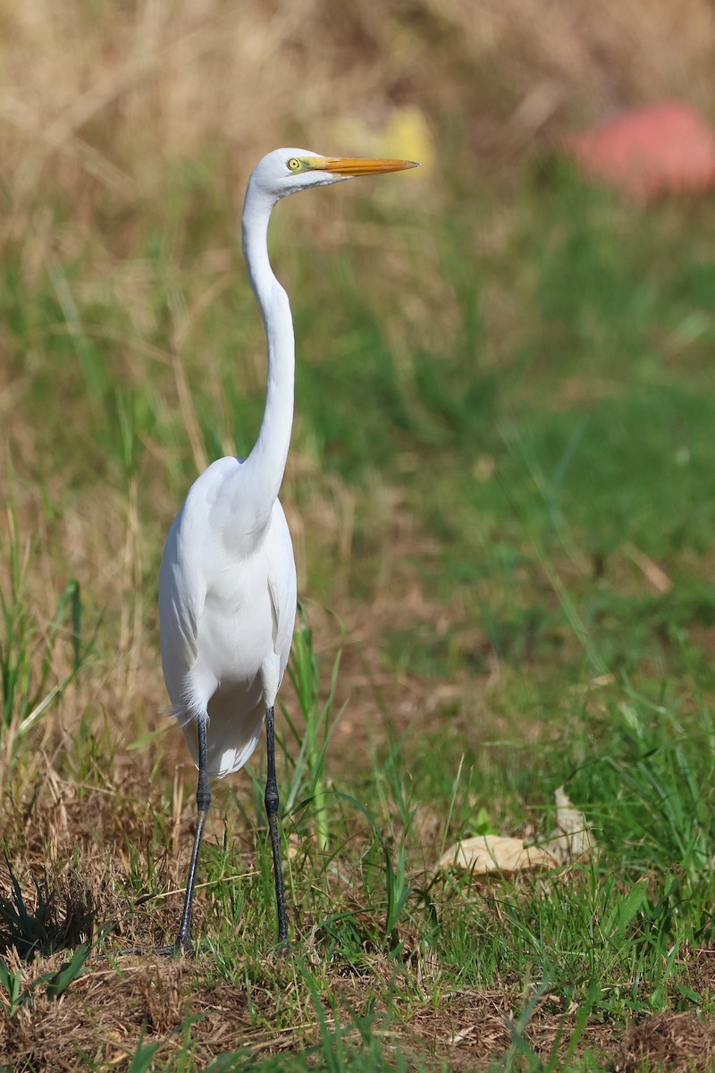 לבנית גדולה (מזרחית) - ML648727048
