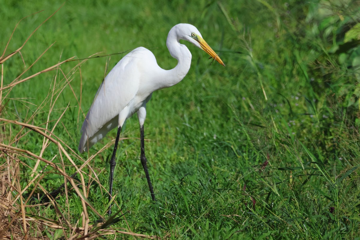 לבנית גדולה (מזרחית) - ML648727050