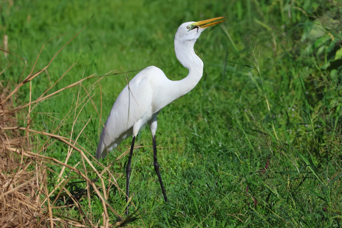 לבנית גדולה (מזרחית) - ML648727051