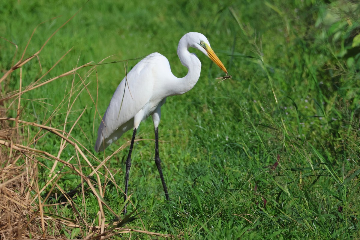 לבנית גדולה (מזרחית) - ML648727052