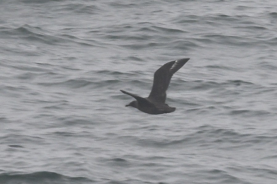 חמסן חום - ML648727101