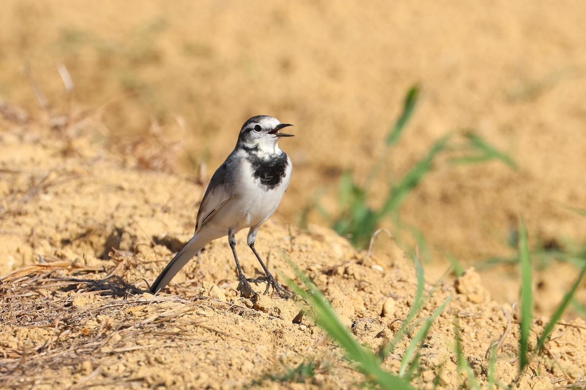 נחליאלי לבן (שחור-גב x סיני) - ML648727162