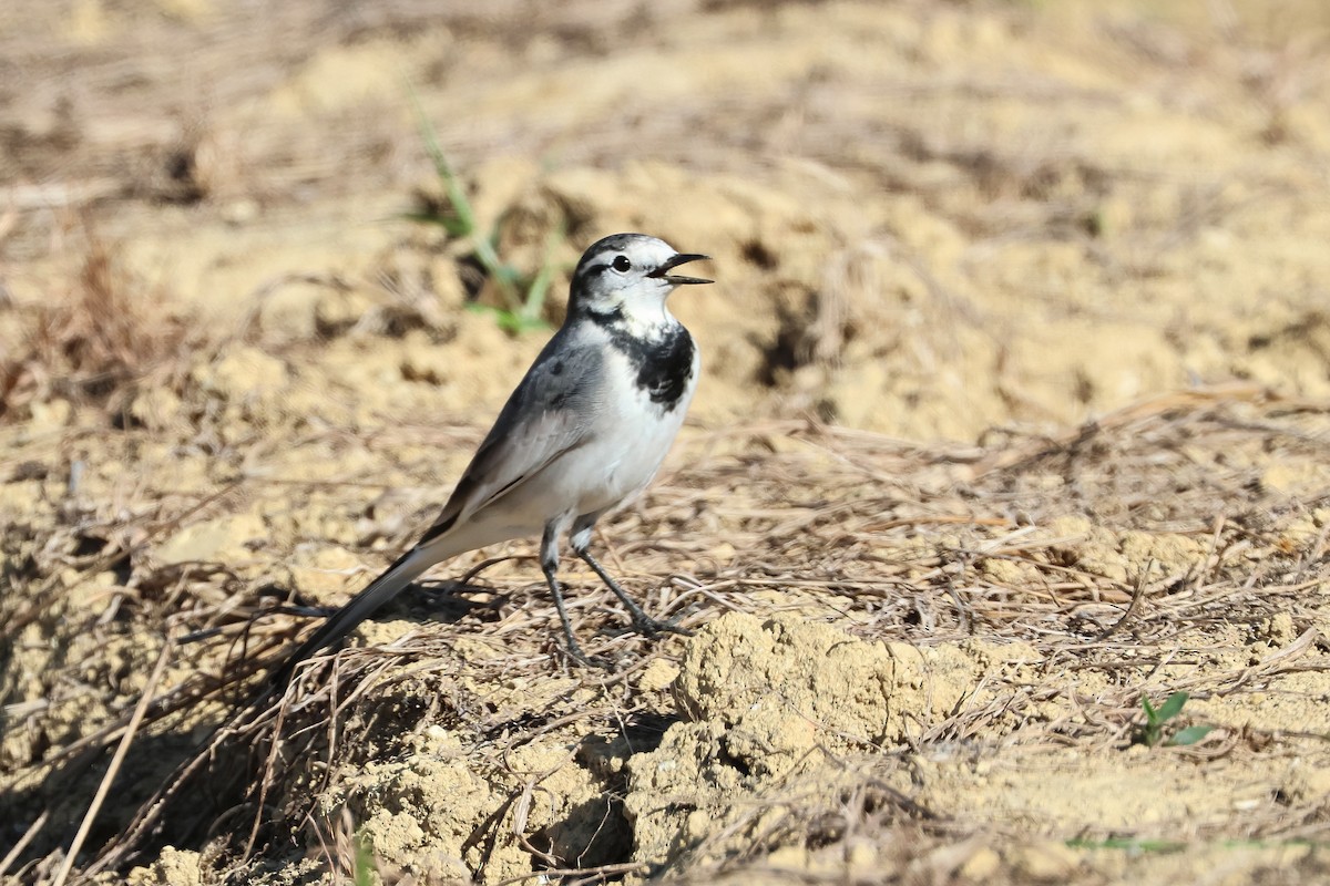 נחליאלי לבן (שחור-גב x סיני) - ML648727163
