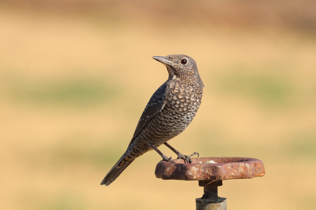 צוקית בודדת - ML648727173