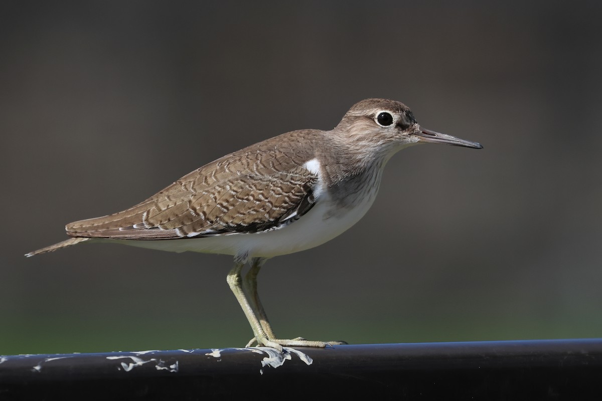 ביצנית לבנת-בטן - ML648727200