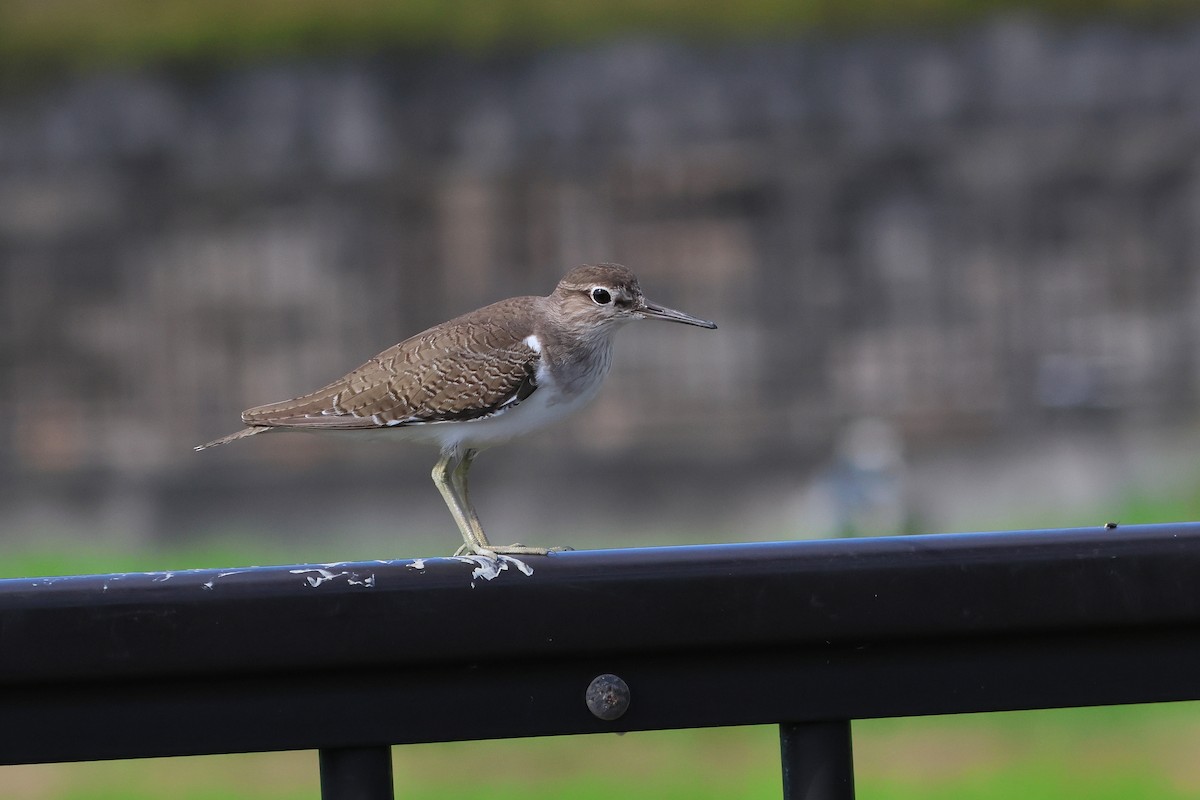 ביצנית לבנת-בטן - ML648727201