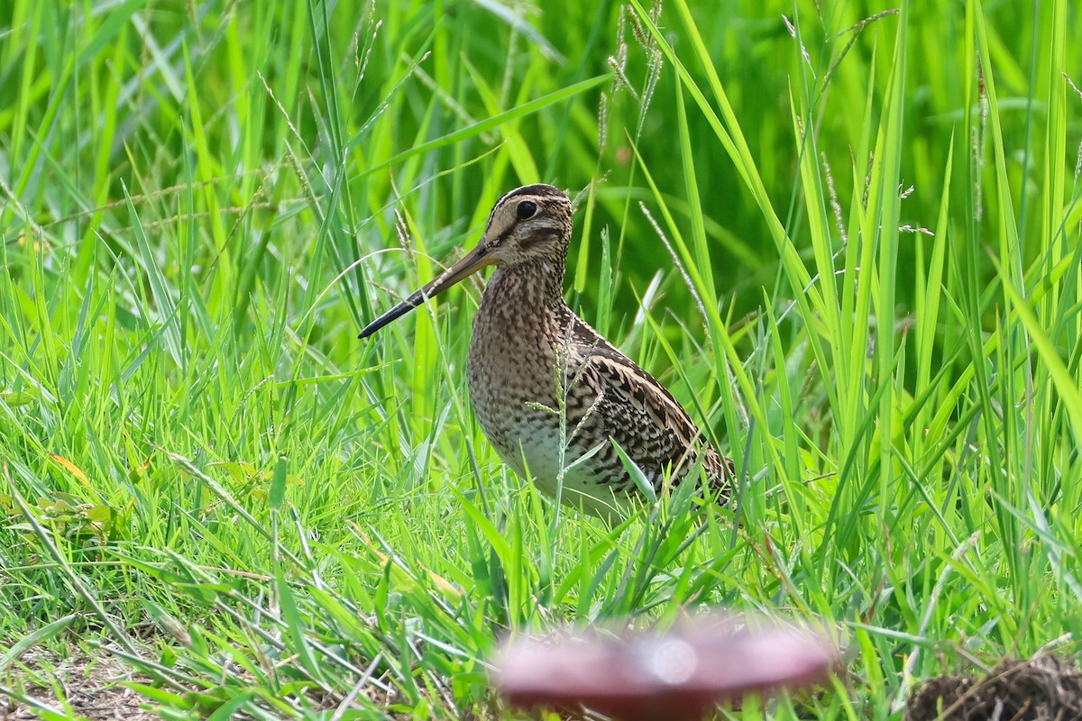 חרטומית סיבירית/חדת-זנב - ML648727221