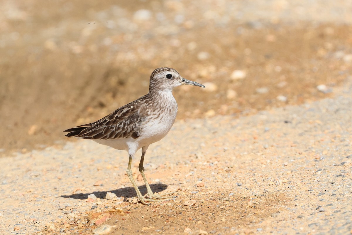 חופית ארוכת-אצבעות - ML648727281