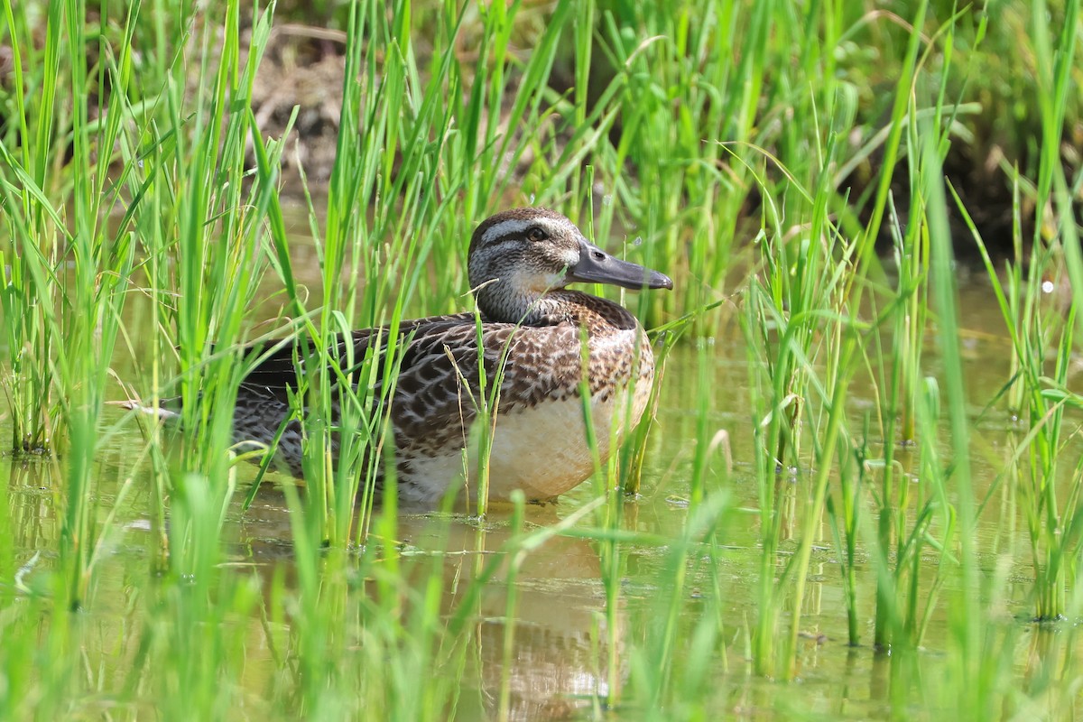 קרקיר - ML648727291