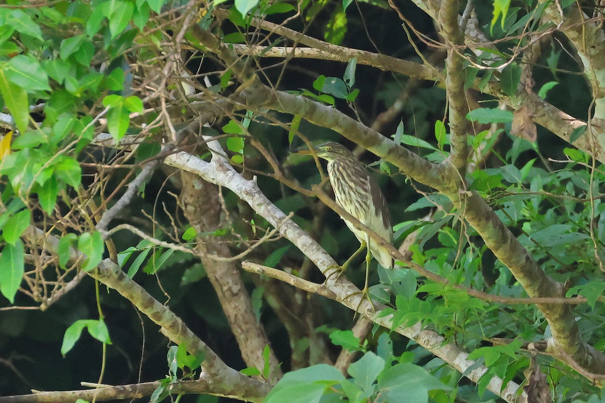 אנפית סינית - ML648727303
