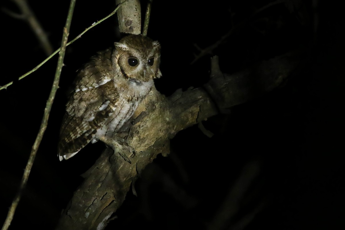 Balsaskreischeule - ML648727304