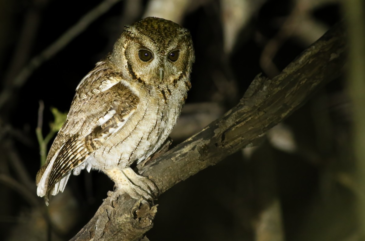 Balsaskreischeule - ML648727305