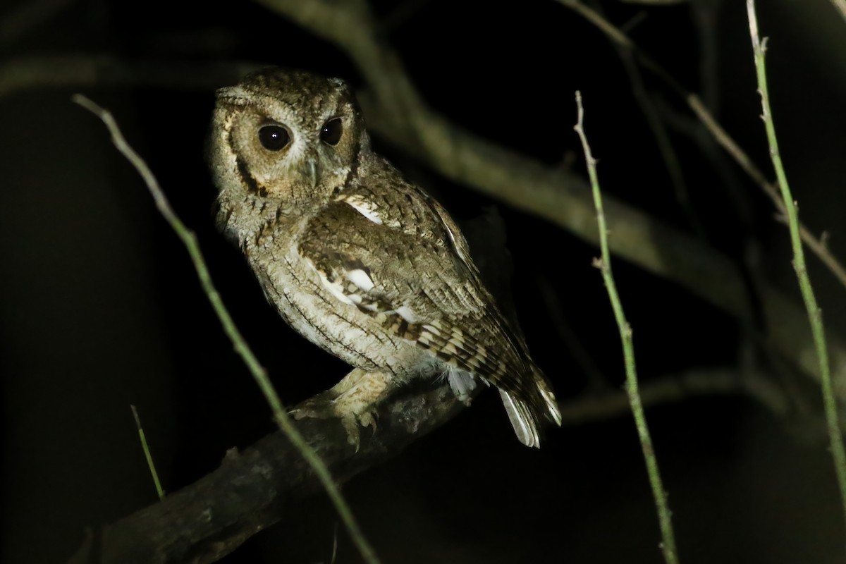 Balsaskreischeule - ML648727306