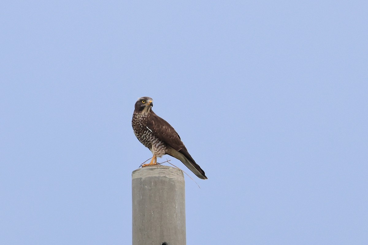 Gray-faced Buzzard - ML648727440