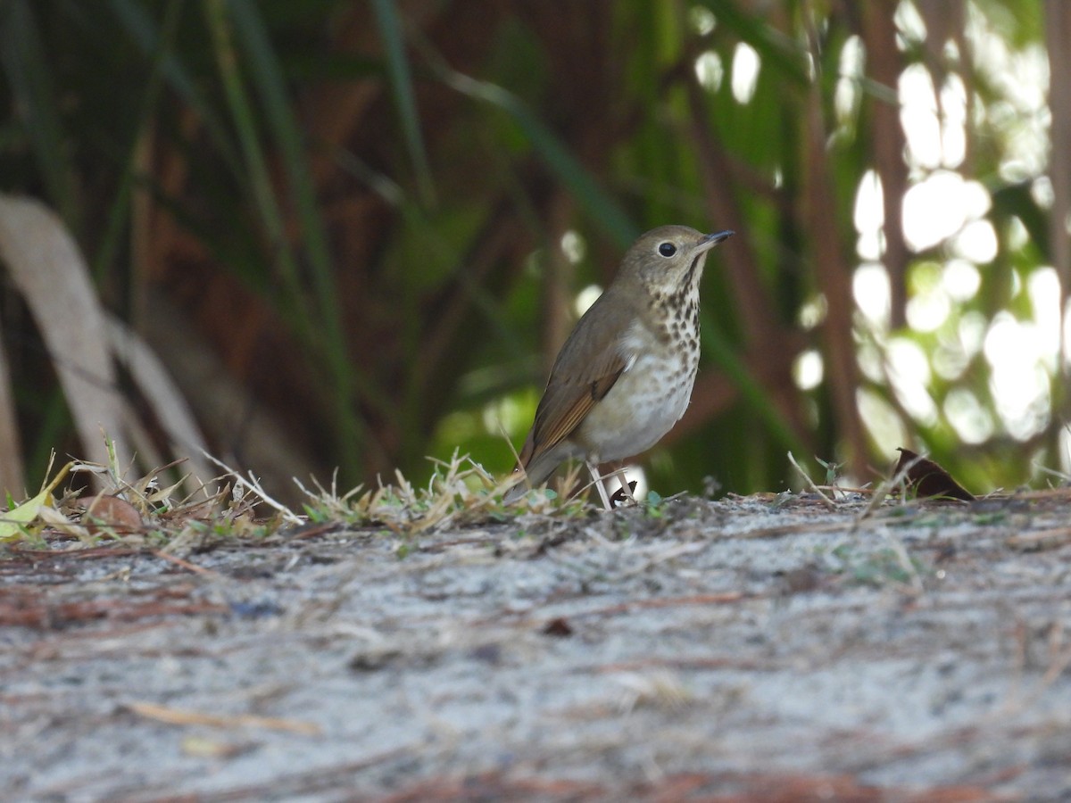 Hermit Thrush - ML648727879