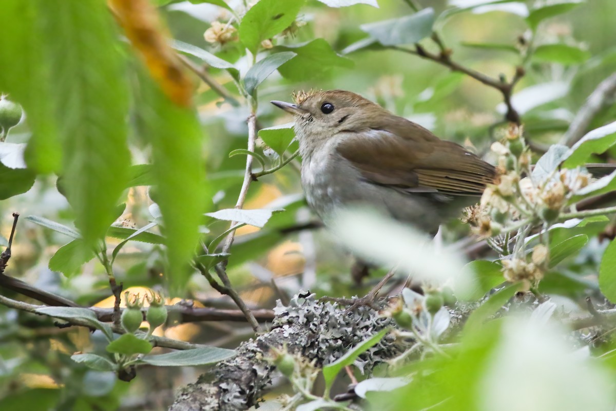 Braunkopf-Musendrossel - ML648727897