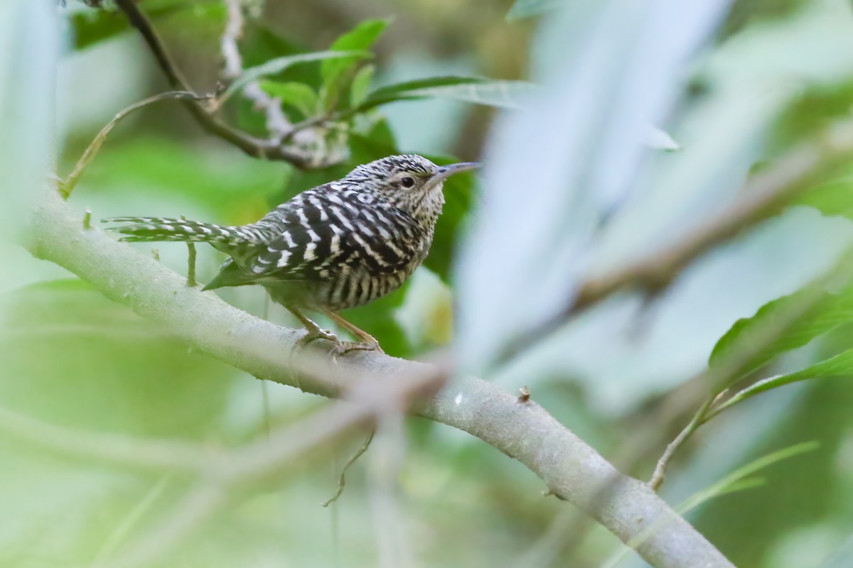 Graubinden-Zaunkönig - ML648727927