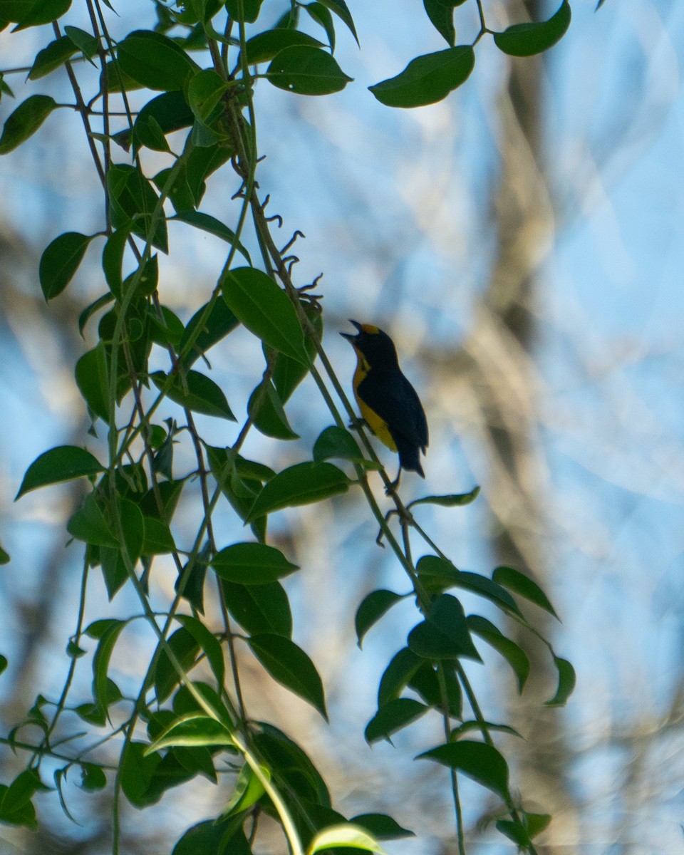 Violaceous Euphonia - ML648728076