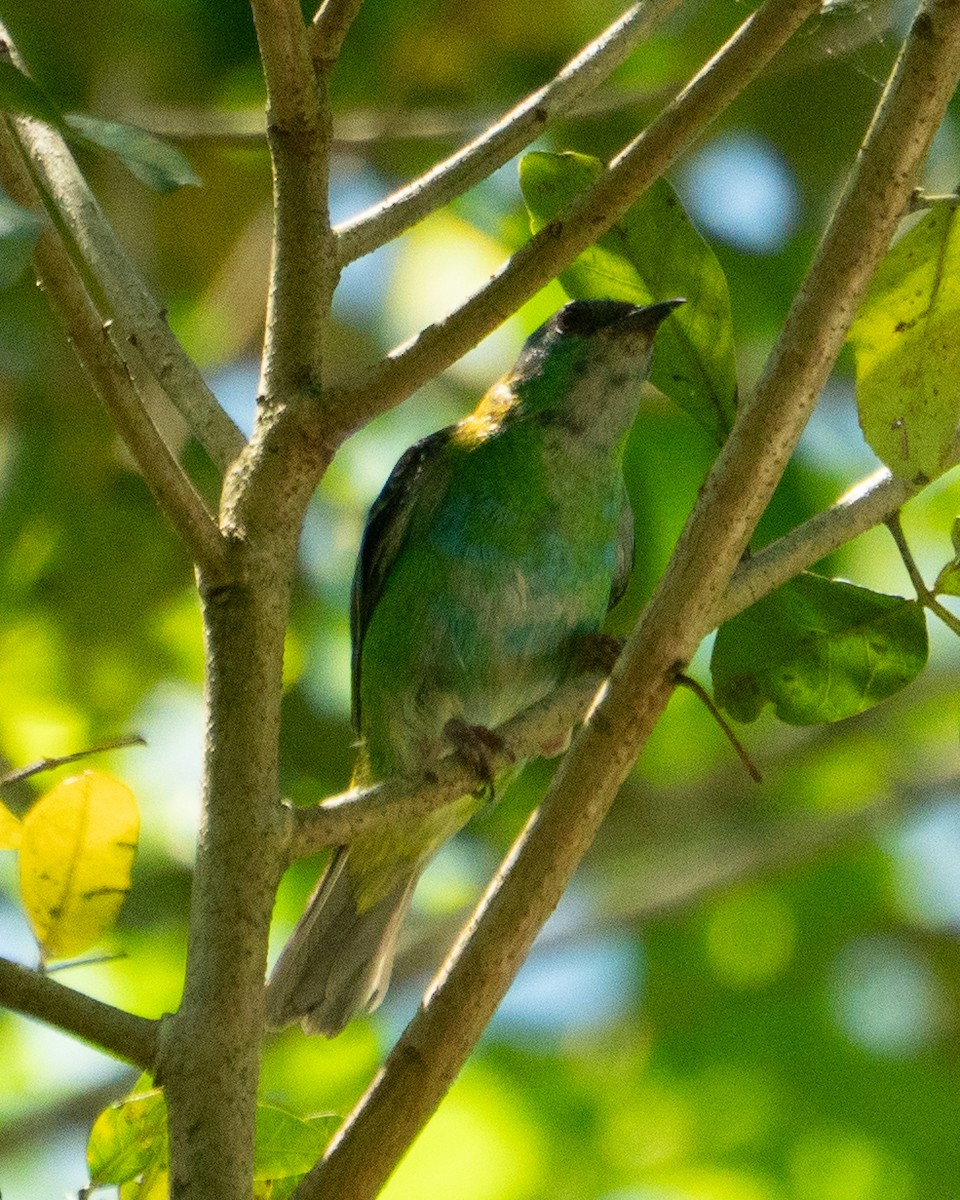 Blue Dacnis - ML648728080