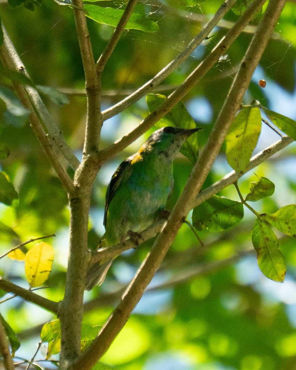 Blue Dacnis - ML648728081