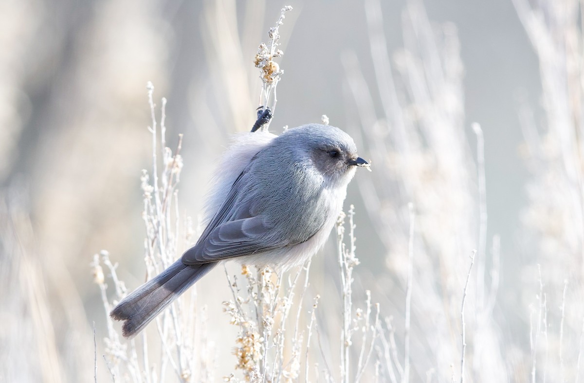 Серый ополовничек - ML648728102