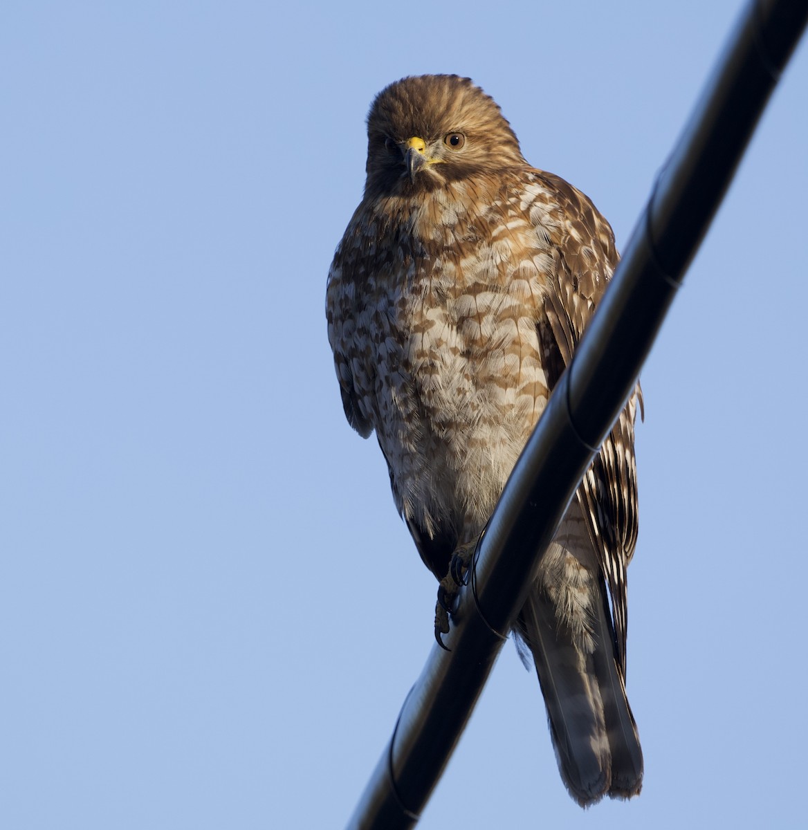 Красноплечий канюк - ML648728255