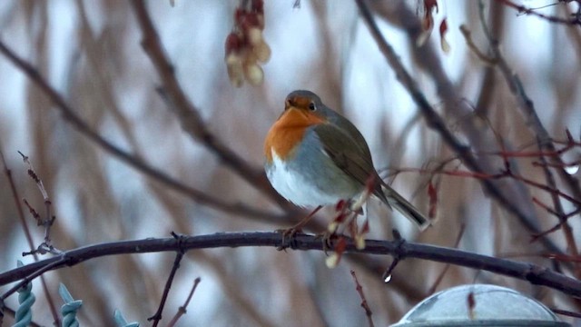 European Robin - ML648728281