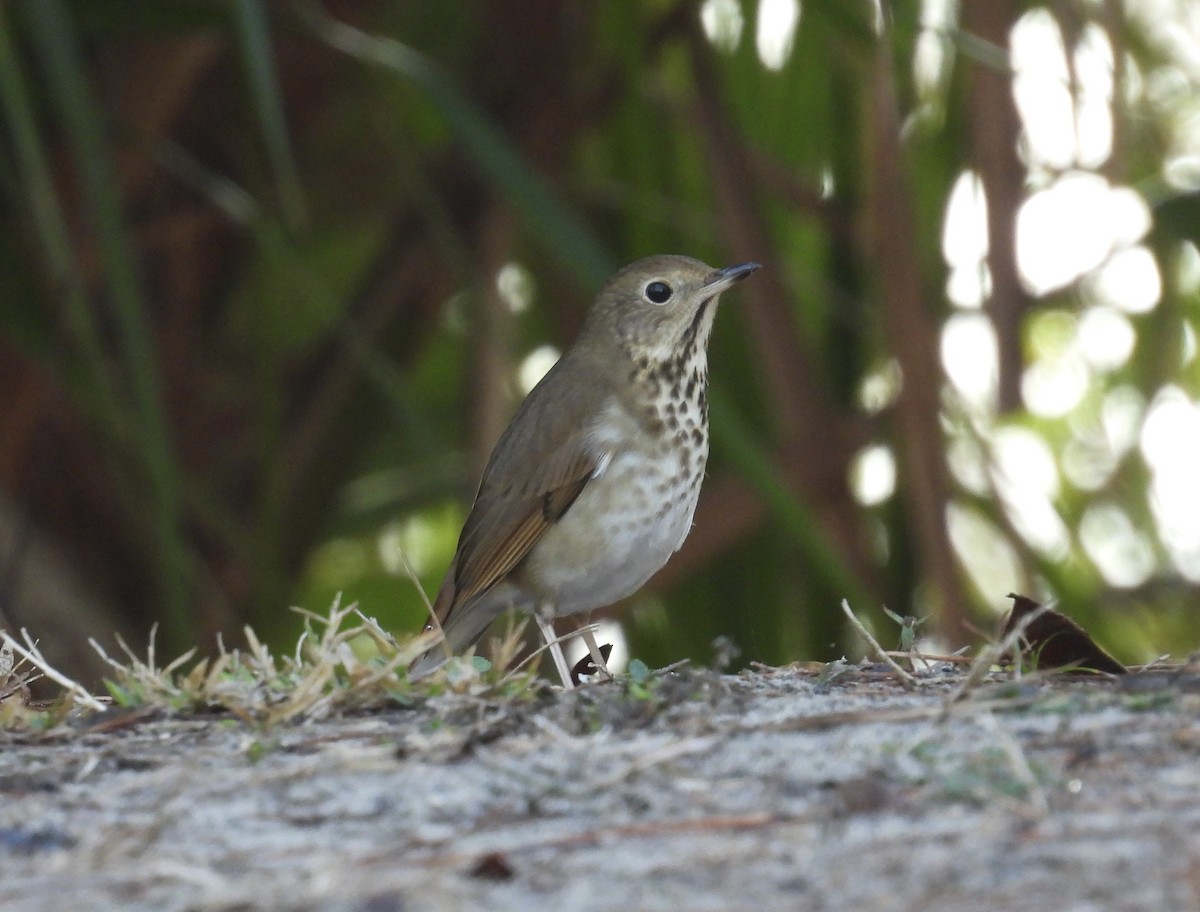 Hermit Thrush - ML648728326